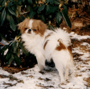 Busterbrown