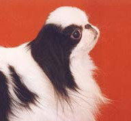 Jakinohosi