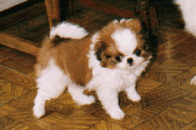 Dolly1